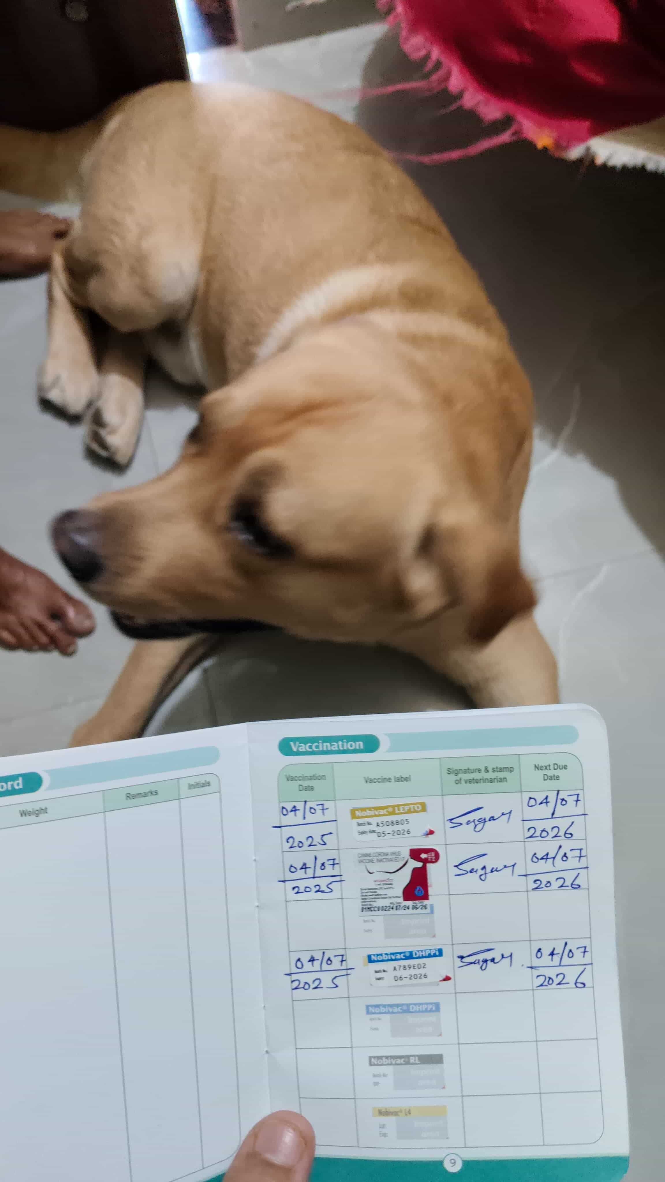 Pet Vaccination
