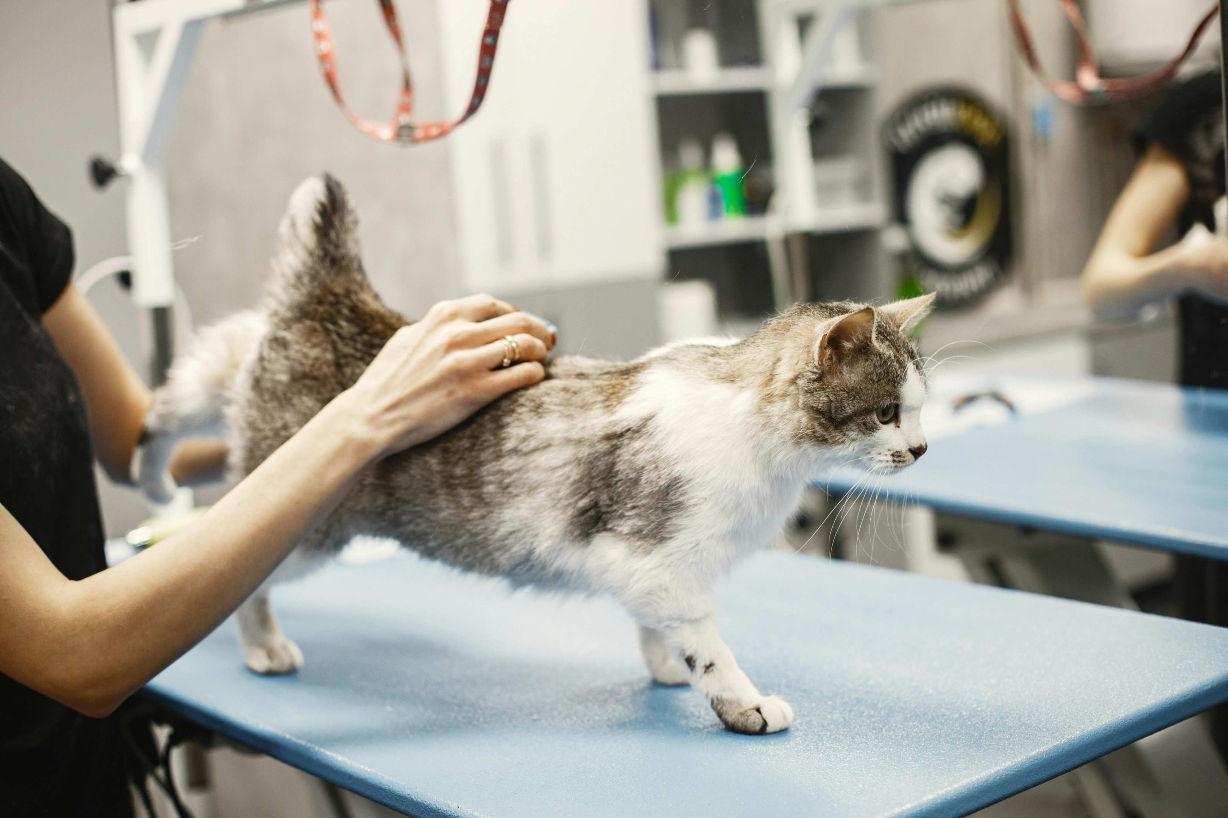 Veterinary Team