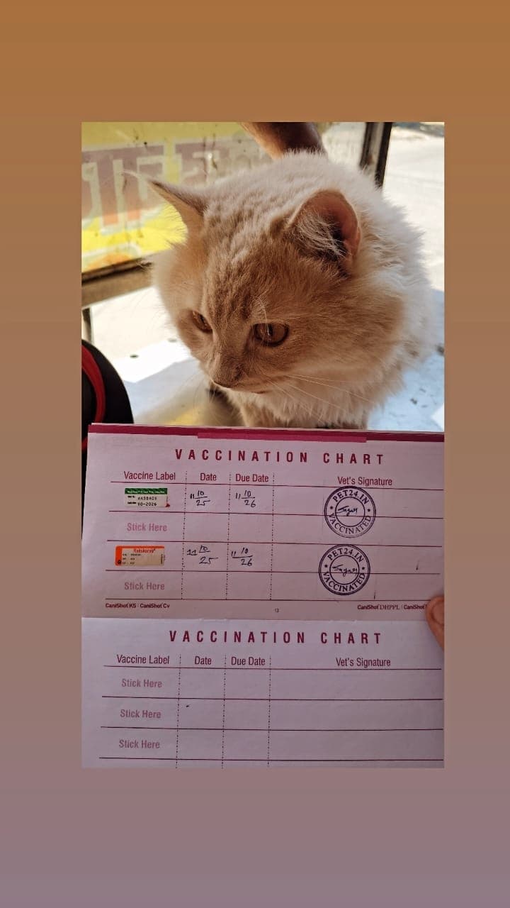 Cat Vaccination