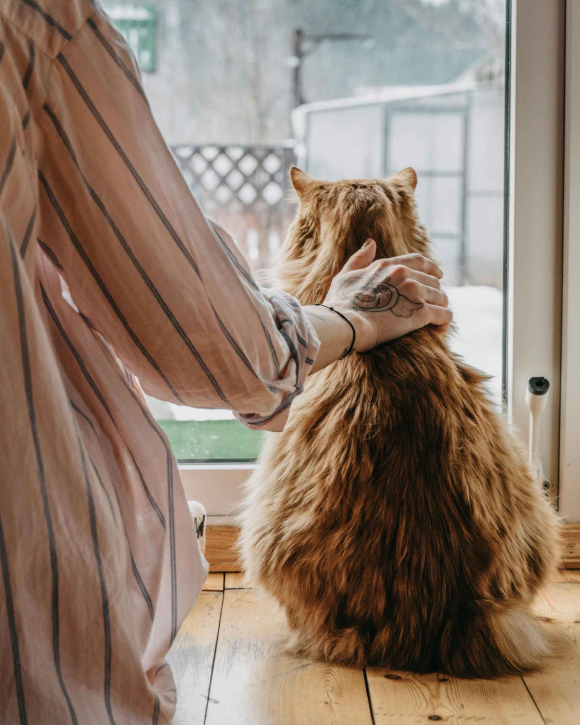 At Home Veterinary Visits