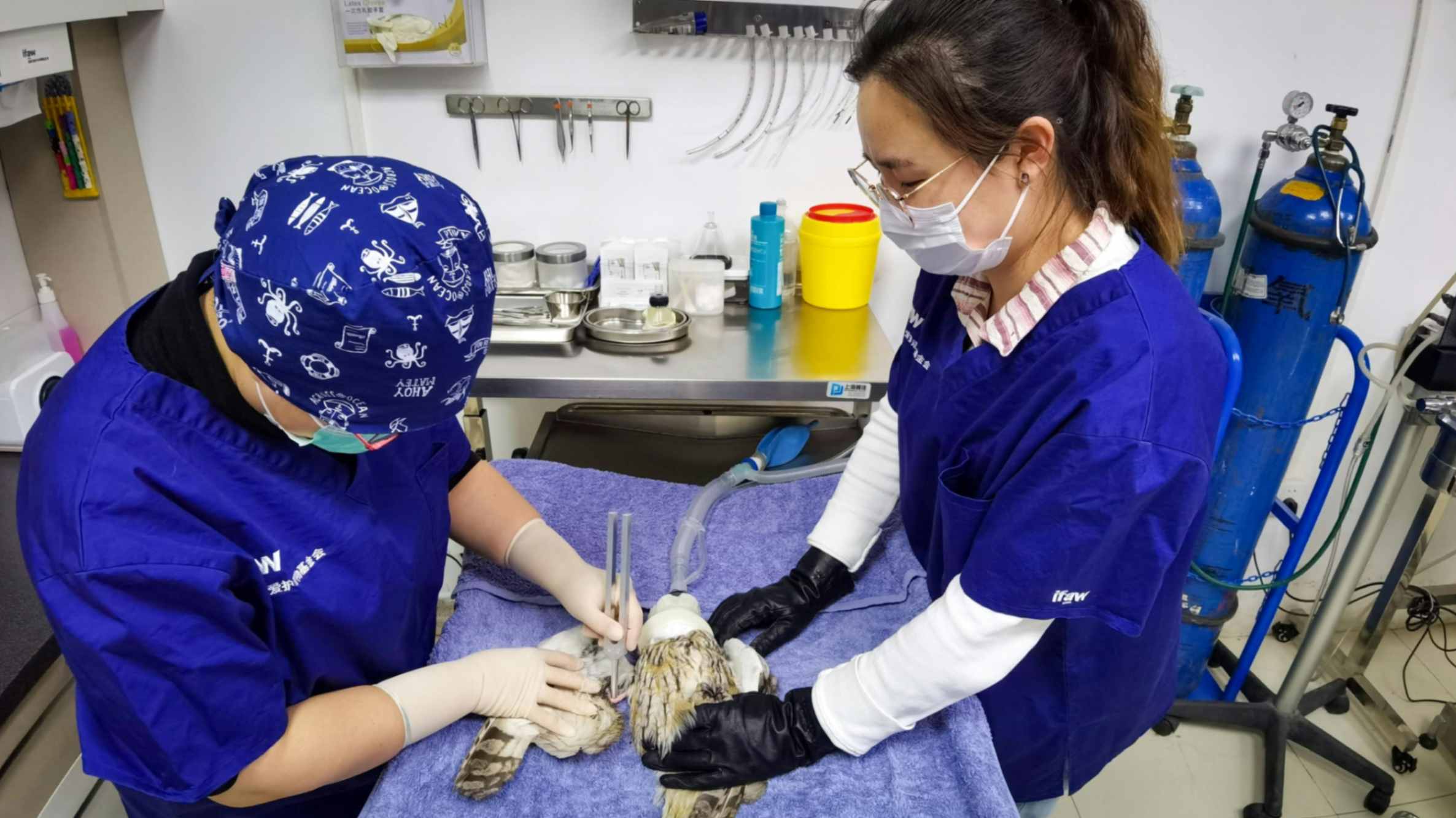 All Types of Pets Surgery
