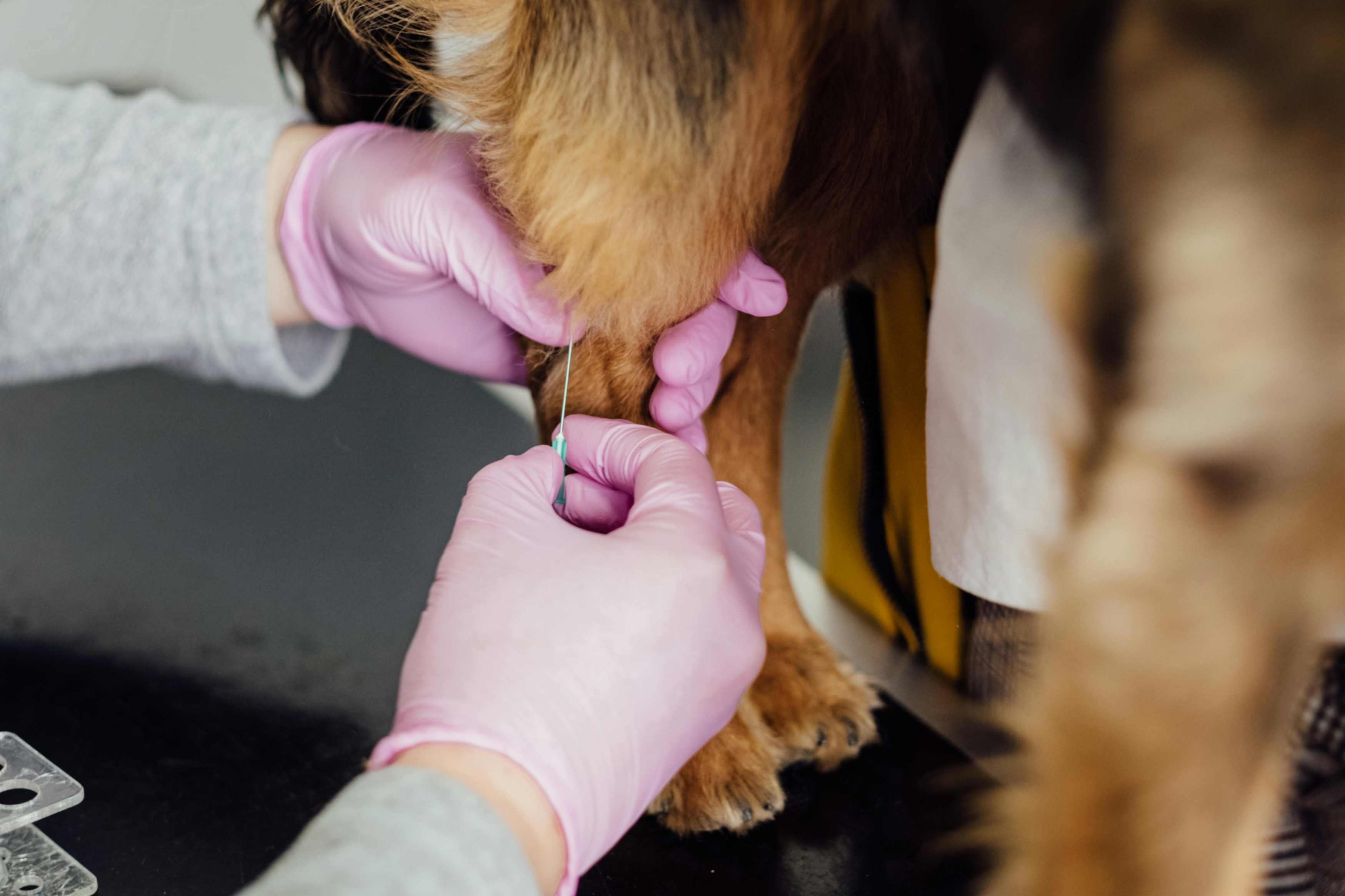 Vaccination & Deworming